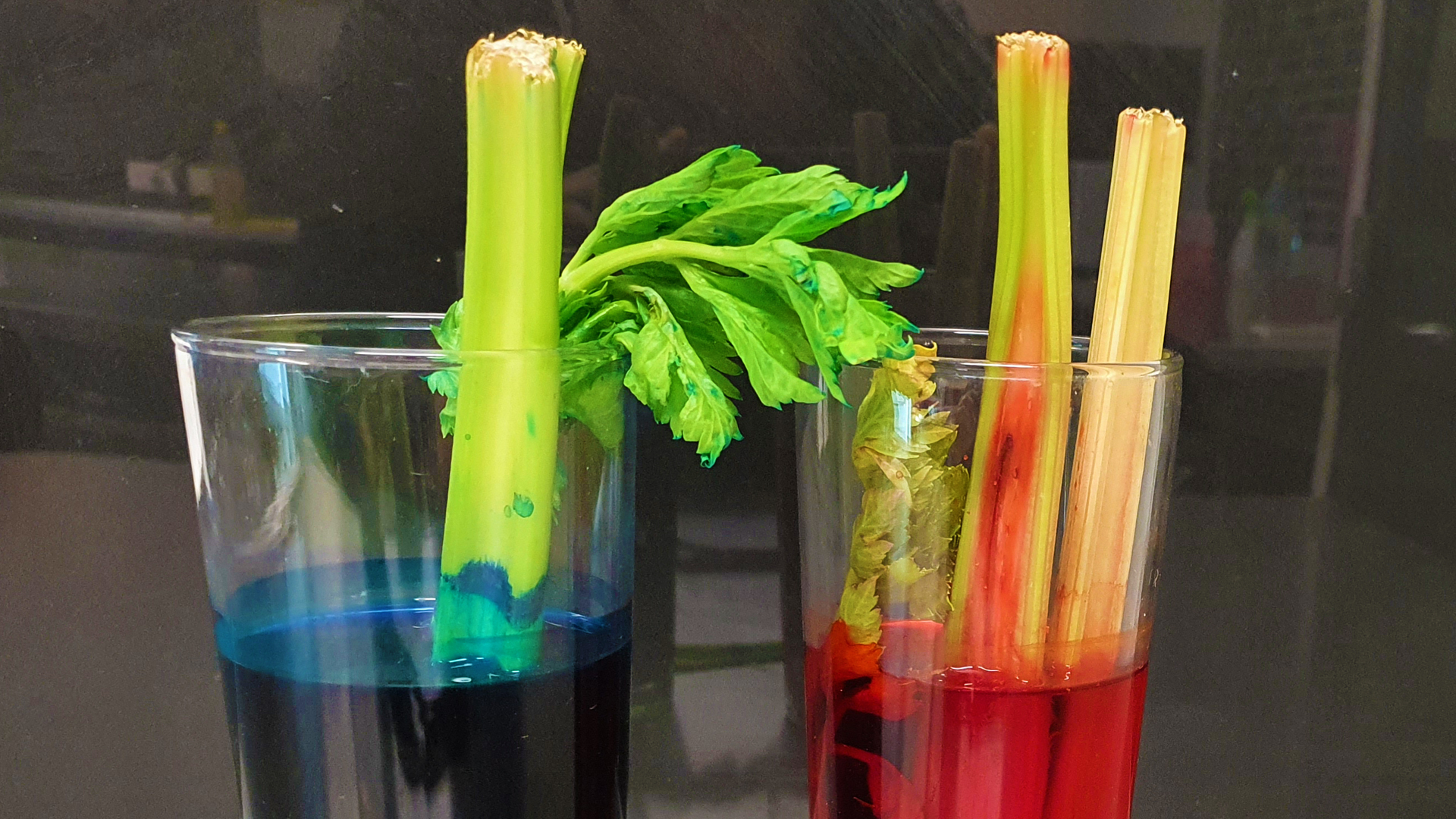 Celery xylem experiment