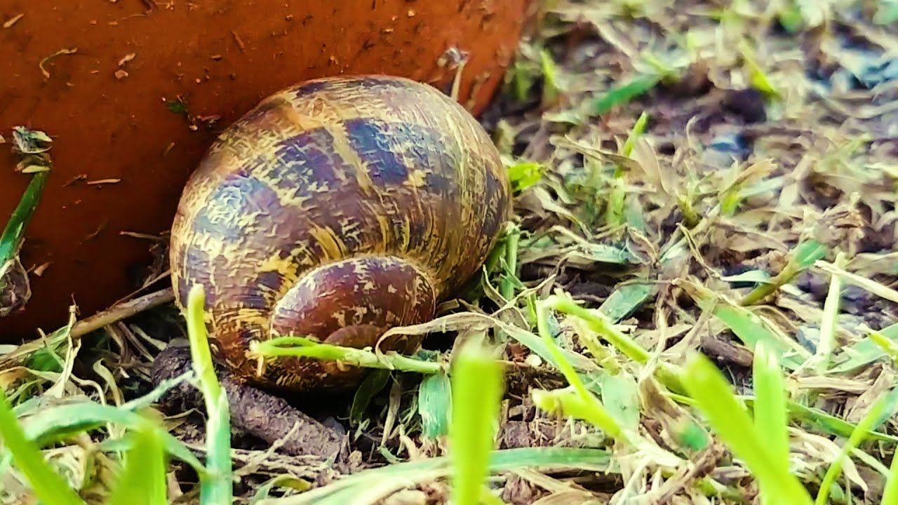 Slugs, Snails and Pests