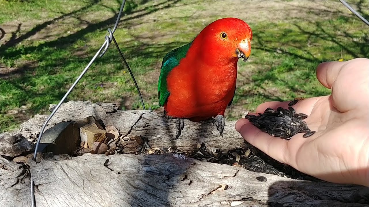King Parrot hand fed on Natural Bird Feeder